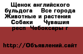 Щенок английского бульдога  - Все города Животные и растения » Собаки   . Чувашия респ.,Чебоксары г.